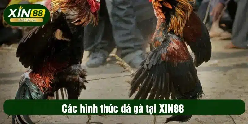 Các hình thức đá gà tại XIN88 