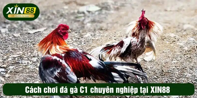 Cách chơi đá gà C1 chuyên nghiệp tại XIN88 